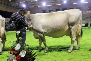 151128SC15 446_Abt 10 Lehners Tinito Tamara von Alois Gisler UR